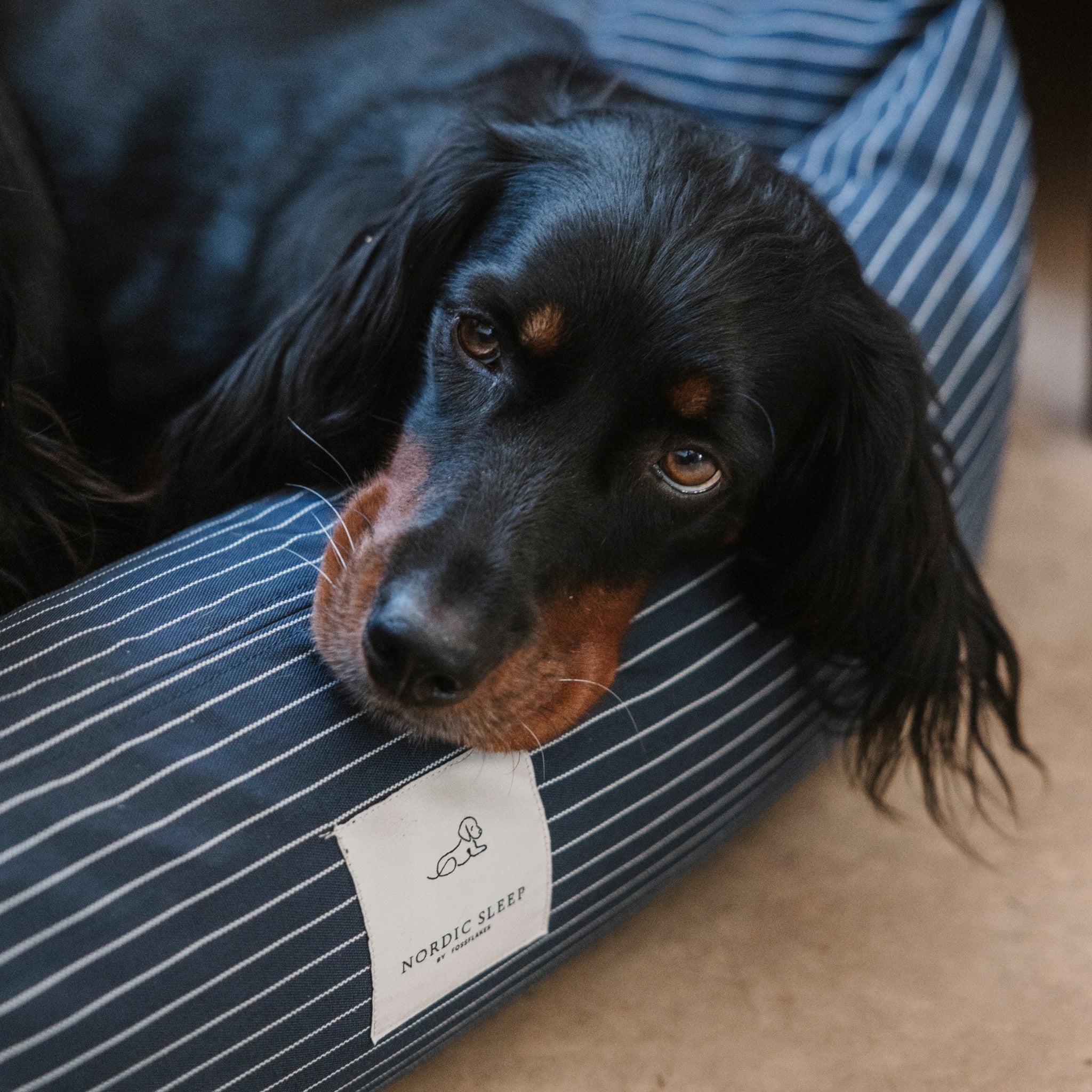 Nordic Sleep x Siccaro hundeseng - Navy Pinstripe - M