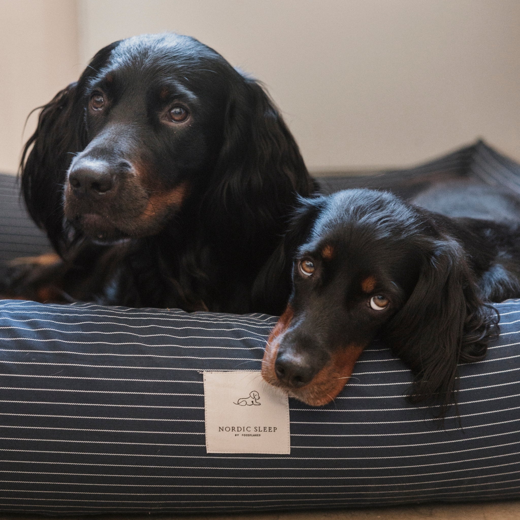 Nordic Sleep x Siccaro hundeseng - Navy Pinstripe - M