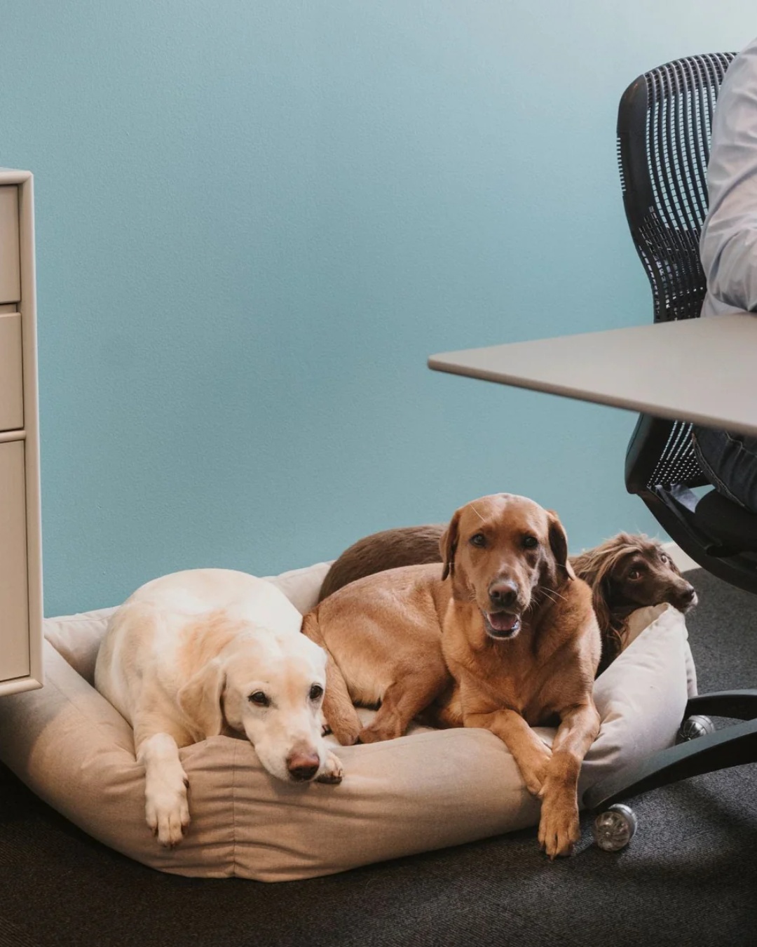 Med hunden på arbejde hos erhvervsmanden