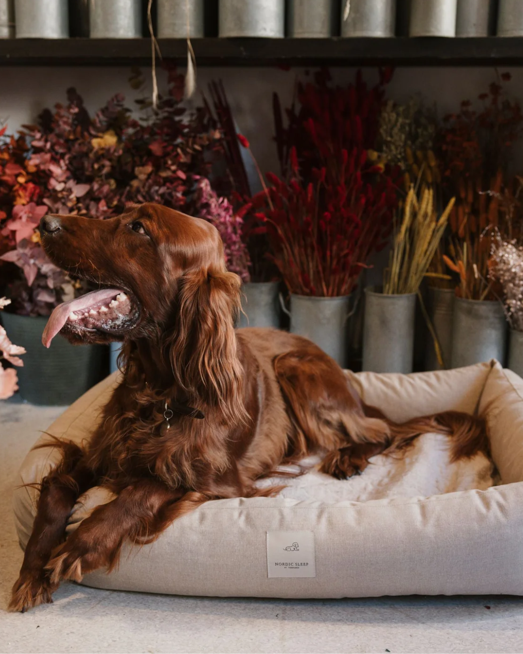 Med hunden på arbejde: I Blomsterværkstedet