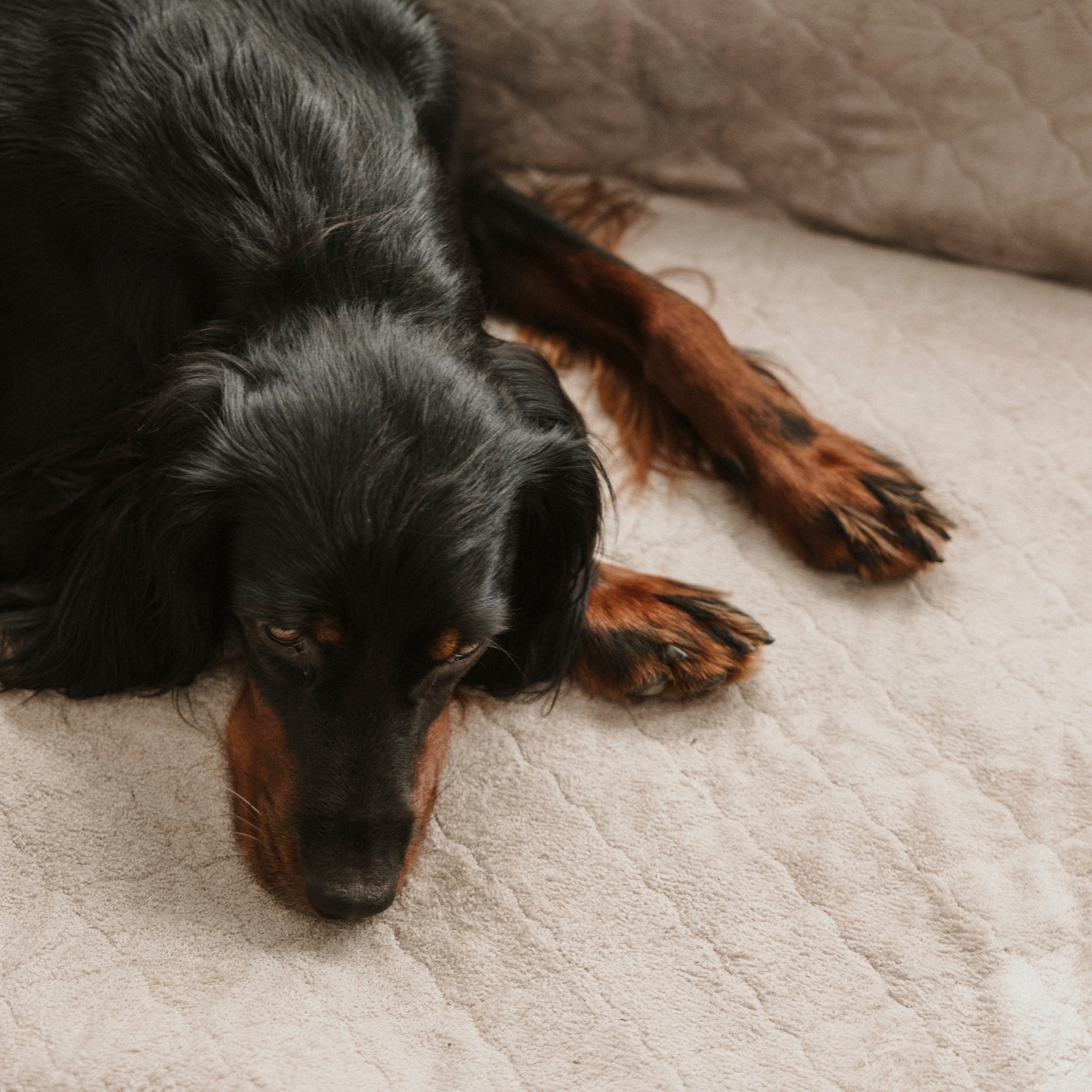 Nordic Sleep x Siccaro hundeseng - Sand/Beige - M